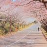 situs pokerace99 merupakan tempat yang terkenal untuk melihat bunga sakura dengan sekitar 400 pohon sakura somei-yoshino